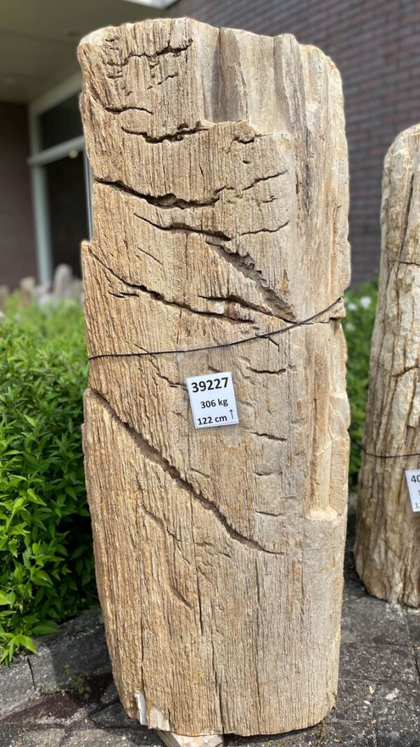 Lápida madera petrificada 39227
