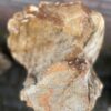 Lápida madera petrificada 41049