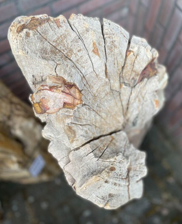Lápida madera petrificada 41051