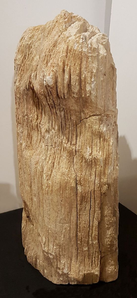 Lápida madera petrificada 17007