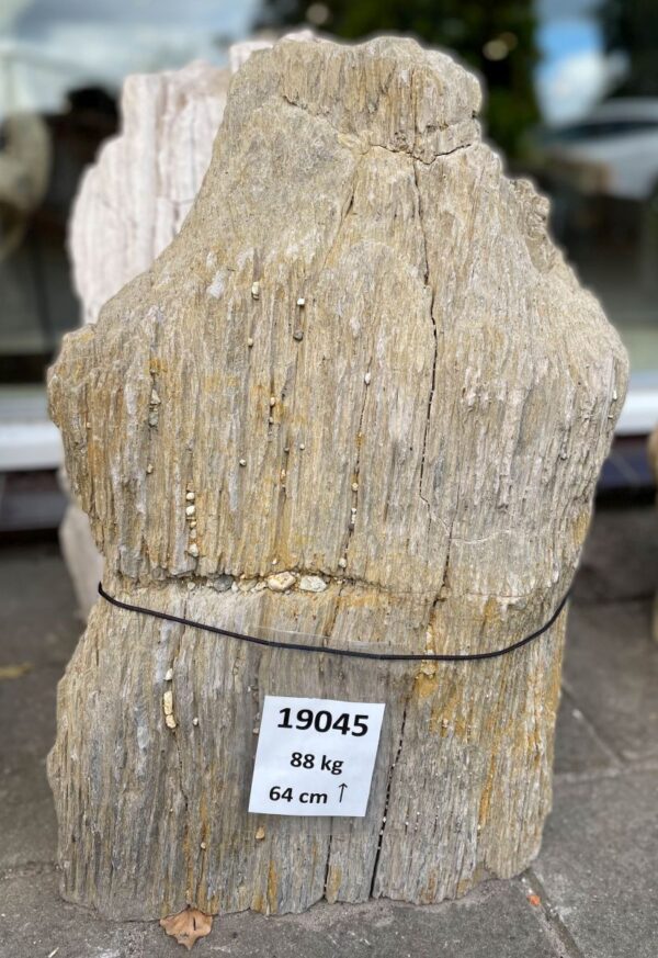 Memorial stone petrified wood 19045