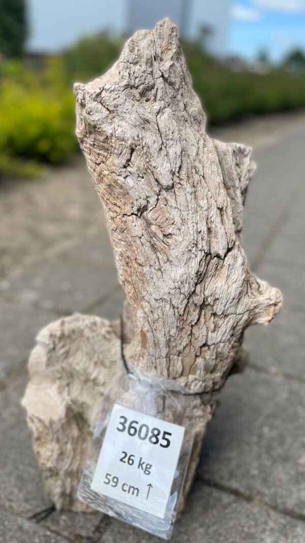 Memorial stone petrified wood 36085