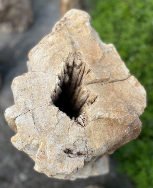 Memorial stone petrified wood 39227