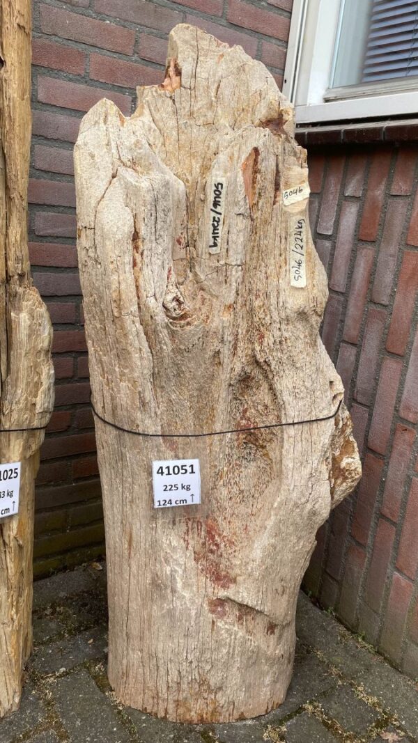 Memorial stone petrified wood 41051