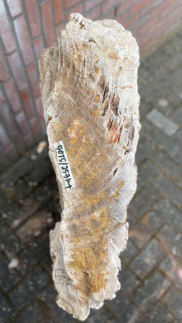 Memorial stone petrified wood 41080