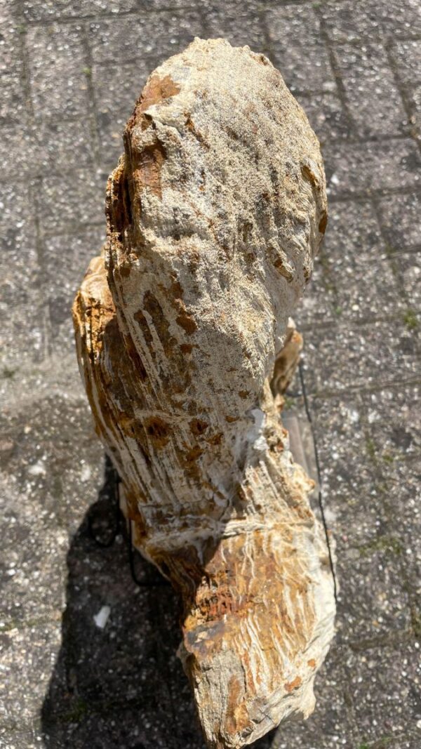 Memorial stone petrified wood 41085