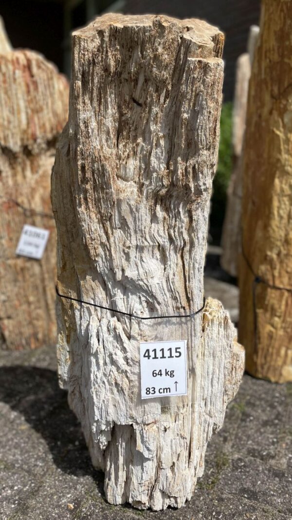 Memorial stone petrified wood 41115
