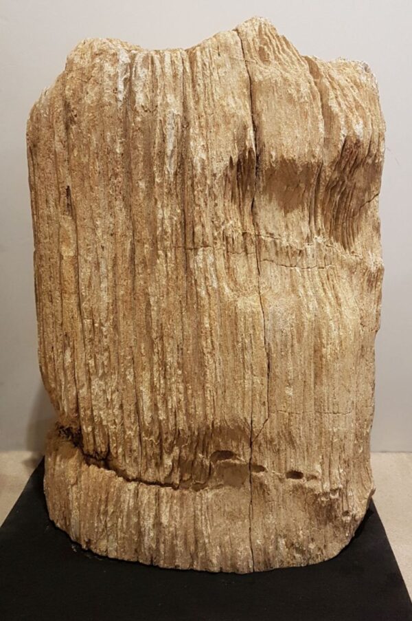 Memorial stone petrified wood 17007