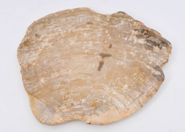 Plate petrified wood 42068b