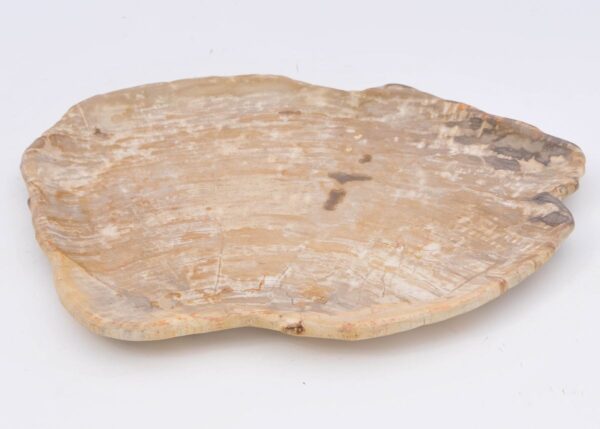 Plate petrified wood 42068b