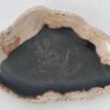 Plate petrified wood 42070l