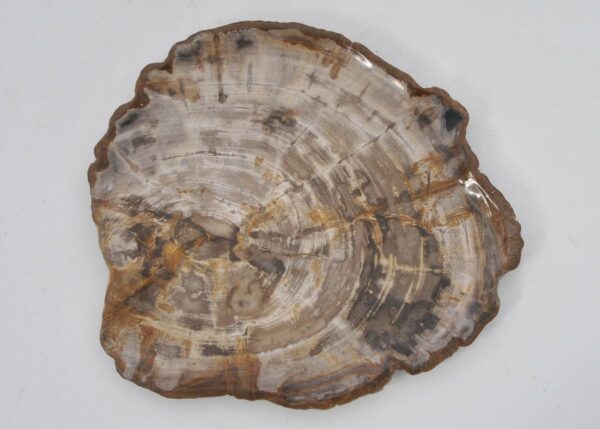 Plate petrified wood 42082