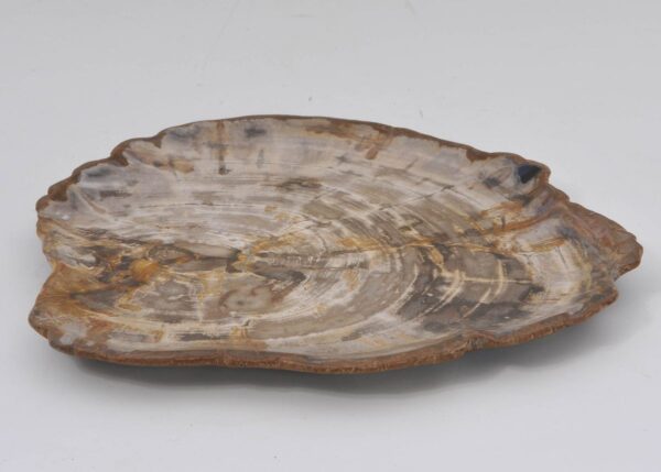 Plate petrified wood 42082