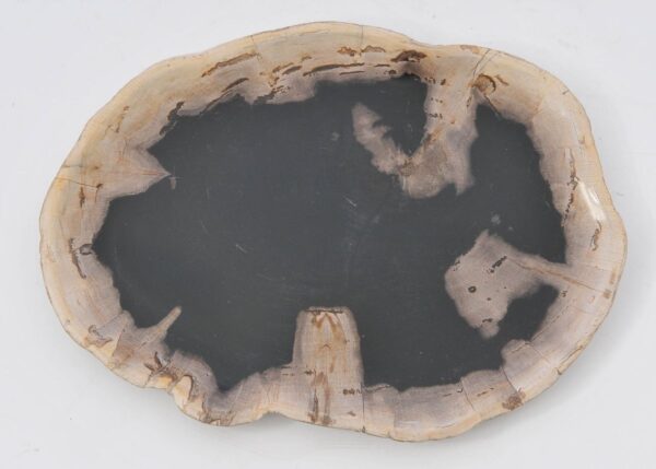 Plate petrified wood 42084f