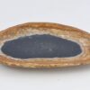 Plate petrified wood 42086c