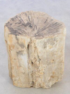 Side table petrified wood 42329