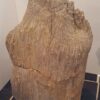 Grafsteen versteend hout 19045