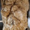 Grafsteen versteend hout 19045