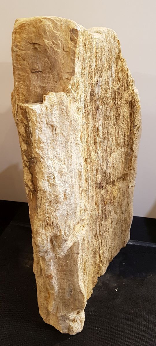 Grafsteen versteend hout 33074