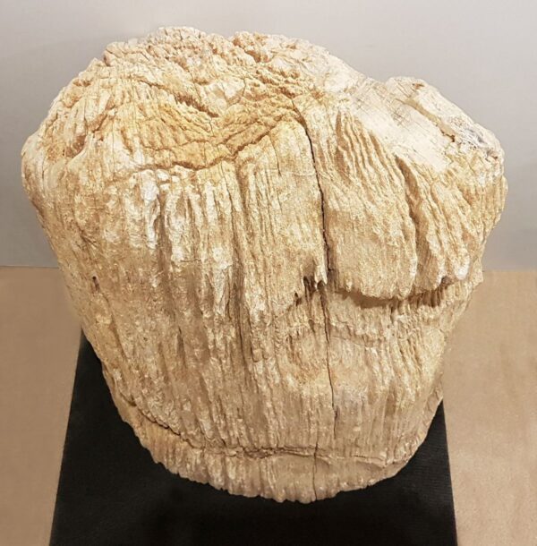 Grabstein versteinertes Holz 17007