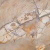 Coffee table petrified wood 42151