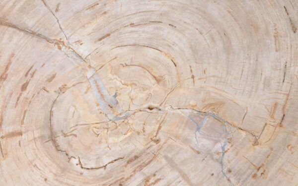 Coffee table petrified wood 42186