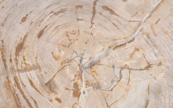 Coffee table petrified wood 42190