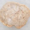 Coffee table petrified wood 42191