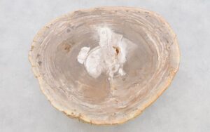 Coffee table petrified wood 42203