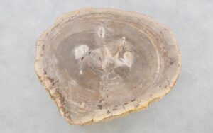 Coffee table petrified wood 42204