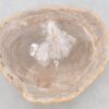 Coffee table petrified wood 42205