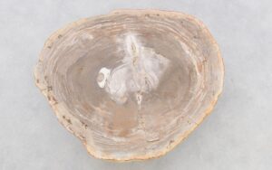 Coffee table petrified wood 42205