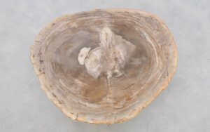 Coffee table petrified wood 42206