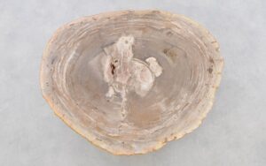 Coffee table petrified wood 42208