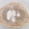 Coffee table petrified wood 42220