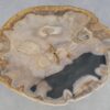Coffee table petrified wood 42224