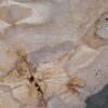 Coffee table petrified wood 42224