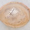Couchtisch versteinertes Holz 42140