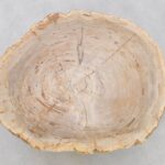 Couchtisch versteinertes Holz 42189