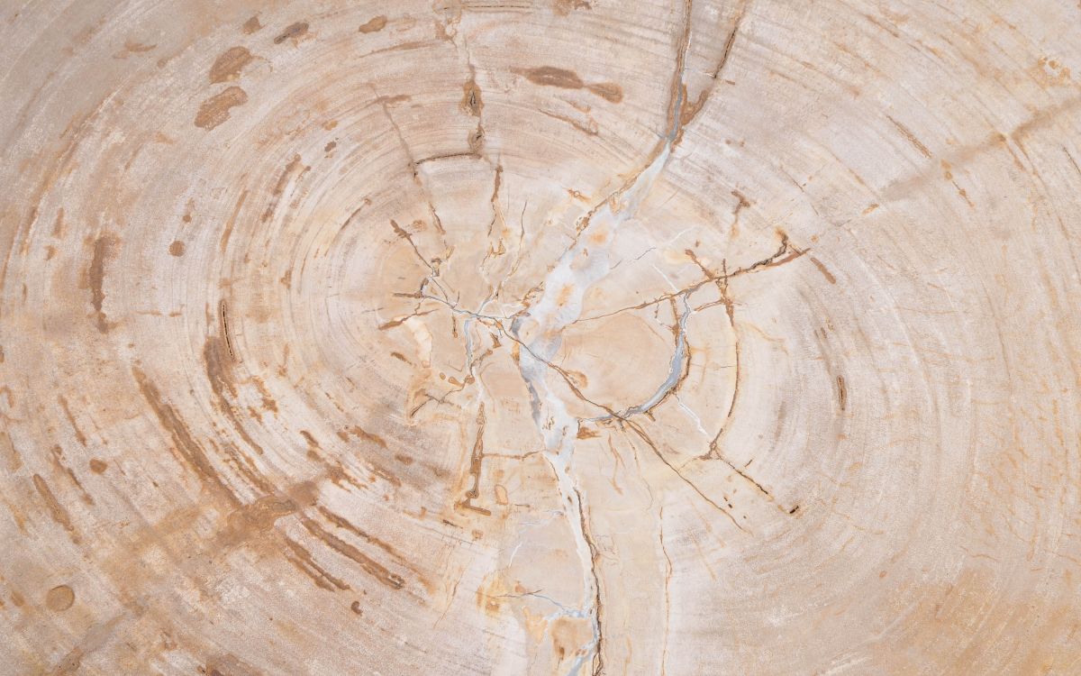 Couchtisch versteinertes Holz 42189