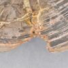 Couchtisch versteinertes Holz 42255