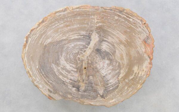 Couchtisch versteinertes Holz 42257