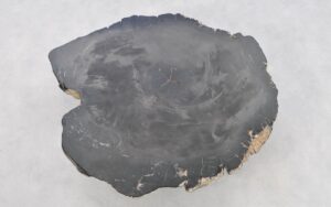 Couchtisch versteinertes Holz 42267