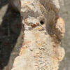 Grabstein versteinertes Holz 40115