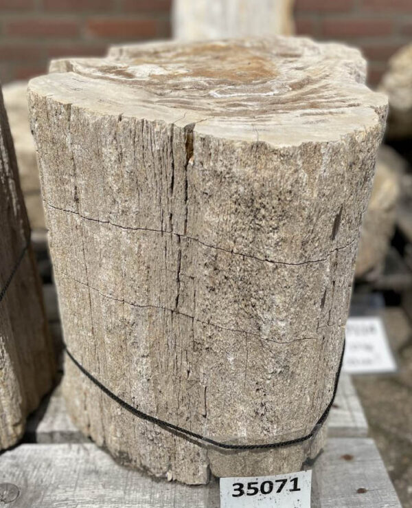 Grafsteen versteend hout 35071