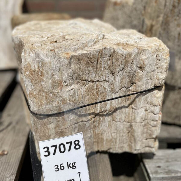 Grafsteen versteend hout 37078