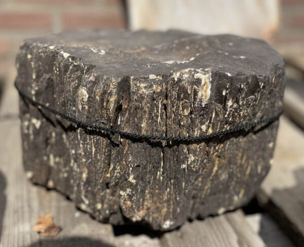 Grafsteen versteend hout 37107