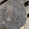 Grafsteen versteend hout 37107