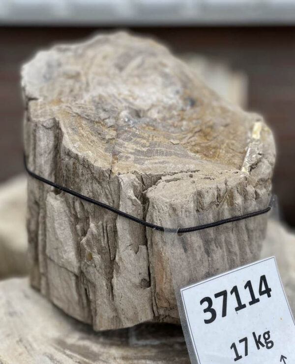 Grafsteen versteend hout 37114