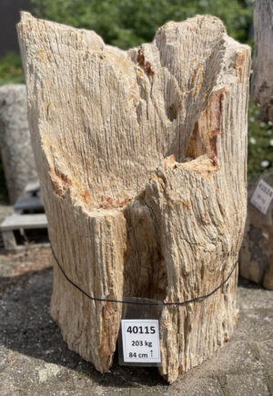 Grafsteen versteend hout 40115
